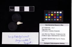 Foto (Objekt + Etikett) von Paguroidea indet.  (NHMW-GEO-2017-0089-0048)